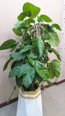 Planter with Live Plant