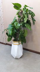 Planter with Live Plant