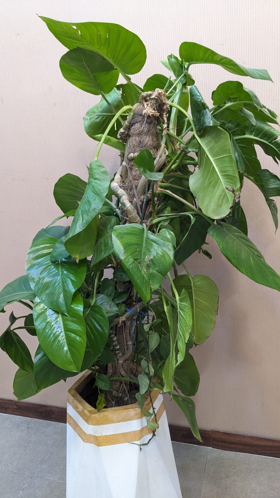 Planter with Live Plant