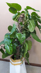 Planter with Live Plant