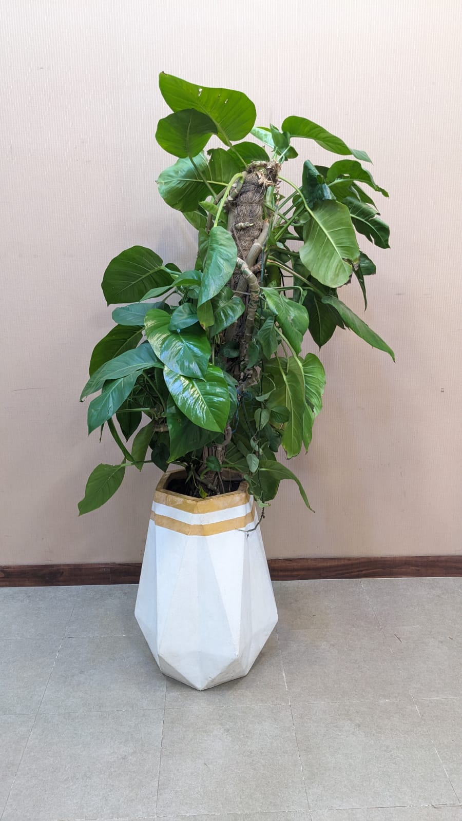 Planter with Live Plant