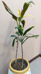 Planter with Live Plant