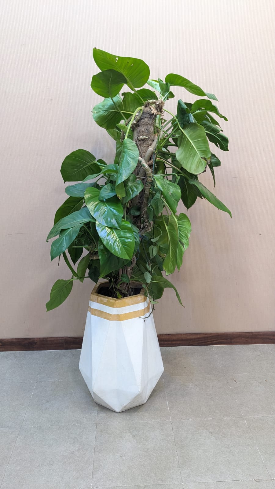 Planter with Live Plant