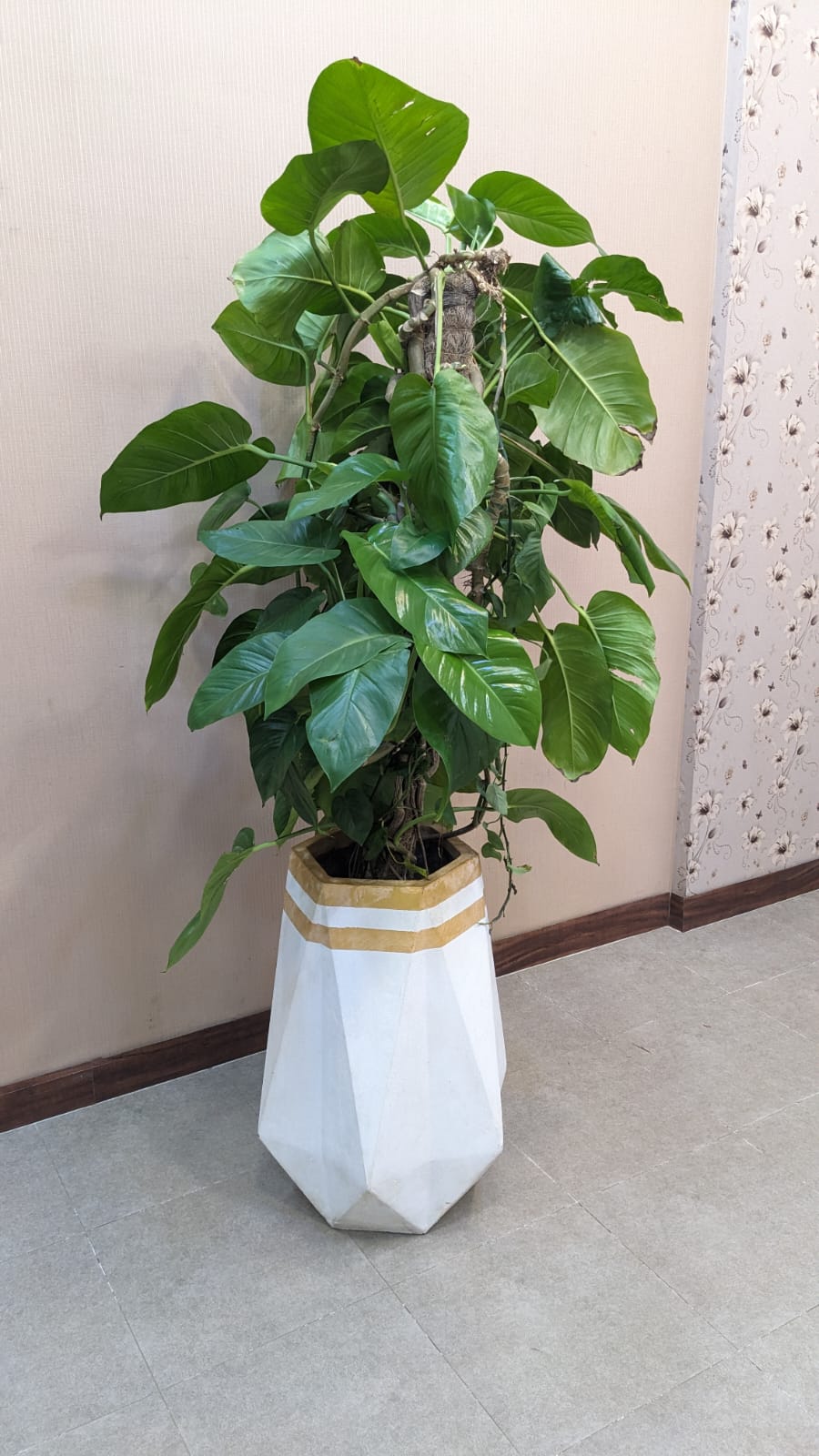 Planter with Live Plant