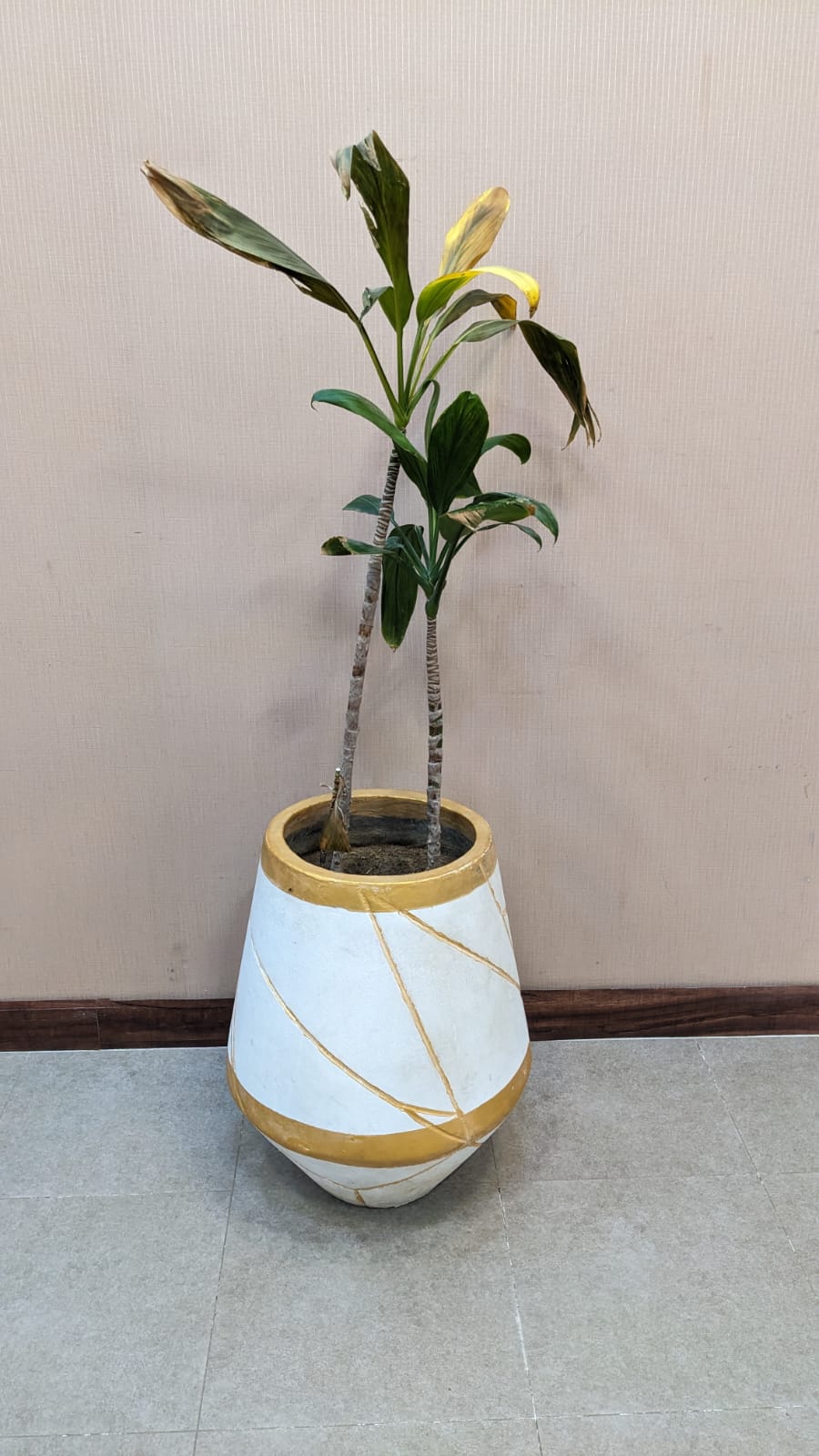 Planter with Live Plant