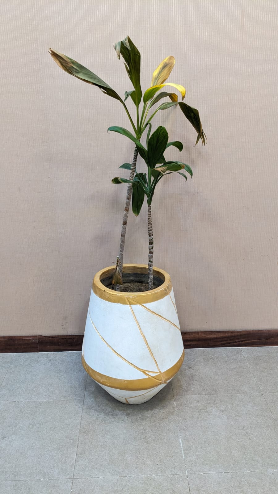 Planter with Live Plant