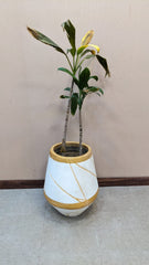 Planter with Live Plant