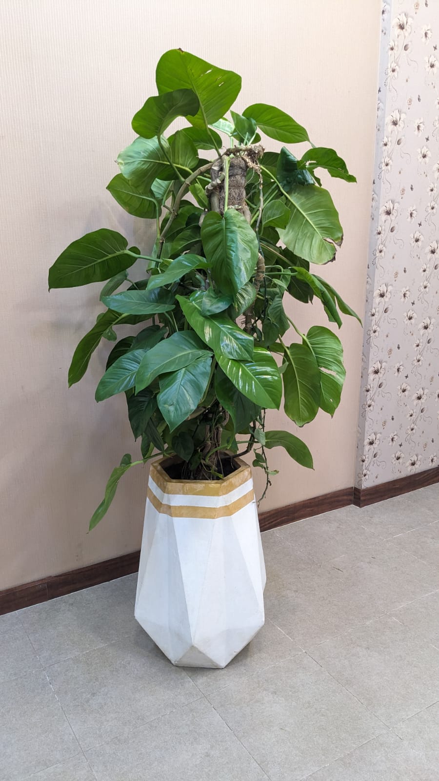 Planter with Live Plant