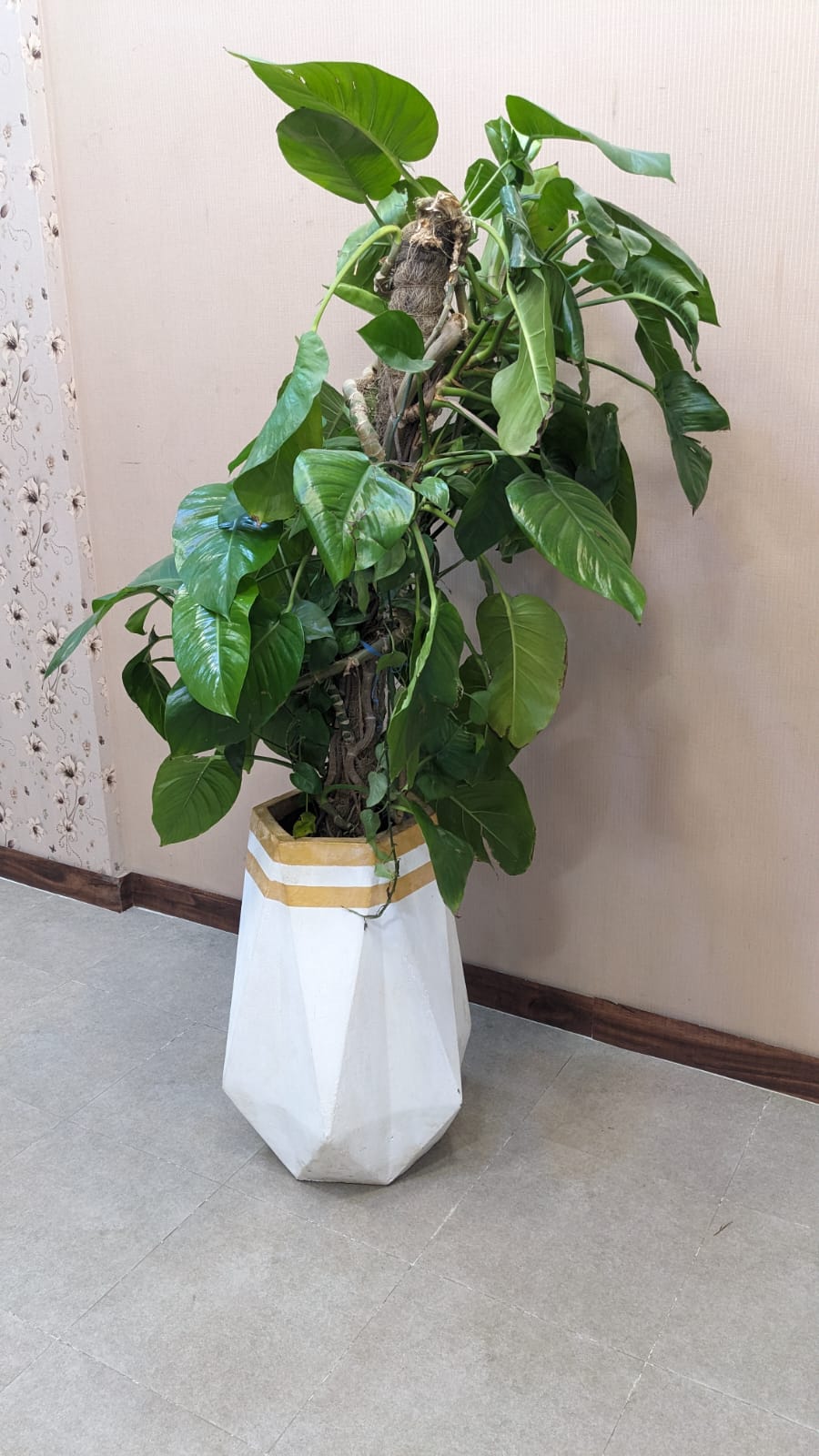 Planter with Live Plant