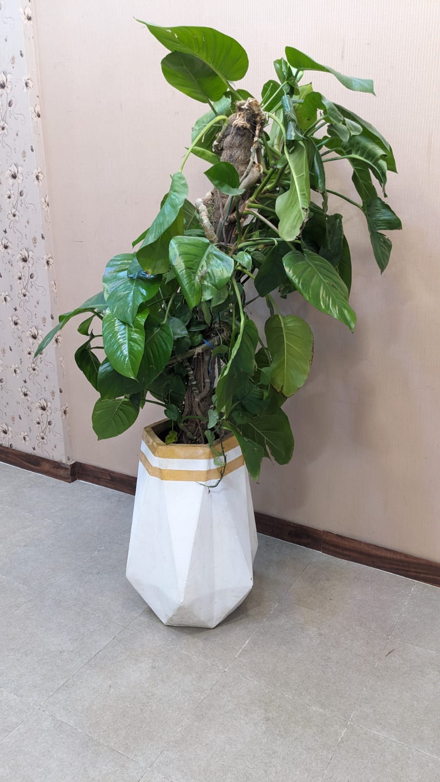 Planter with Live Plant